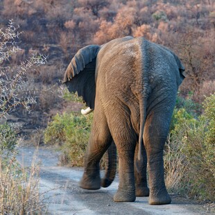 大象漫步于荒野小道
