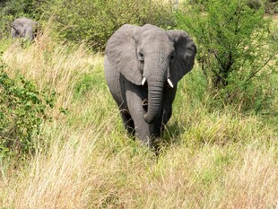 草原上独行的大象