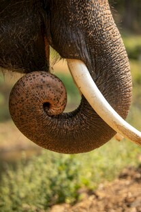 大象弯曲的象牙特写