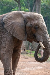 野外行走的大象