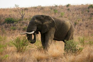 草原上独行的大象