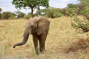 草原上独行的小象