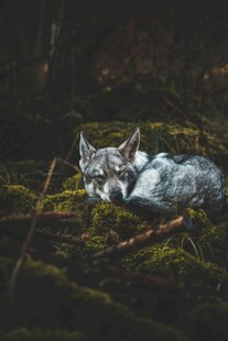 森林中休憩的白狼