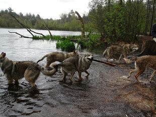 群狼涉水过河场景