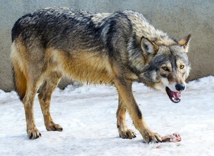 雪地中觅食的狼