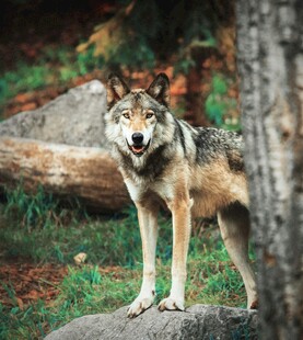 站立于草地的威严灰狼