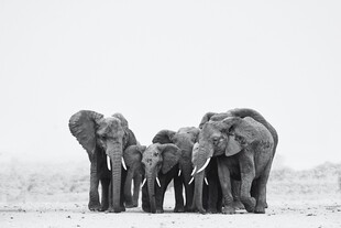 大象家族在旷野中相聚