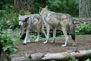 森林中的两只灰狼