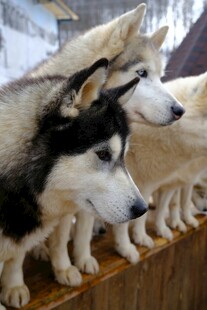 一排哈士奇整齐站立