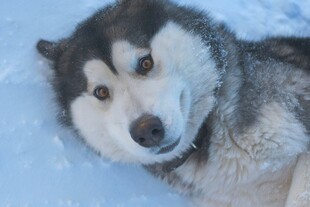 雪地中的哈士奇