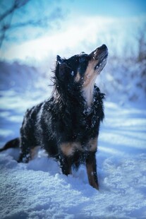 雪地中仰头的可爱小狗