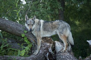 林中孤狼立于断木之上
