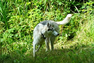 草地上的哈士奇