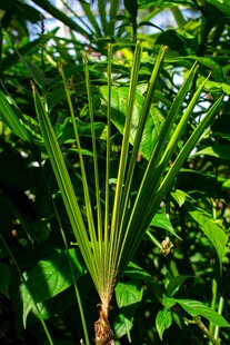 棕榈植物