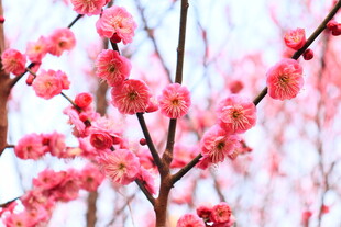 梅花