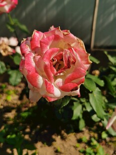 娇艳双色月季花绽放