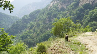 山间小径绿意盎然的风景