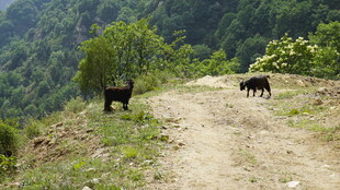 山间小路上的两头黑羊