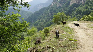 山间小道上的牛群