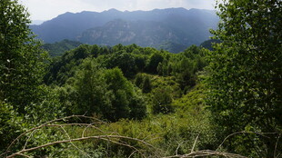 山林美景 绿意盎然的自然