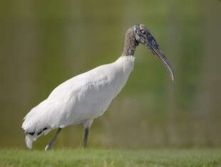 白鹮站立于草地