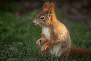 草地上的可爱松鼠