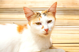 白棕相间猫咪安静趴卧