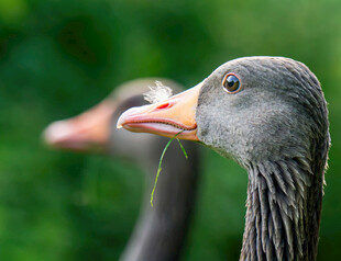 灰鹅特写嘴含青草的瞬间