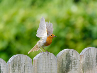 栅栏上展翅欲飞的小鸟