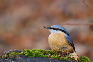 栖息于苔藓上的五彩小鸟