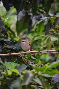 枝头小鸟栖于葱郁绿叶间