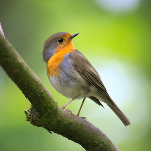 枝头栖息的橙色胸脯小鸟