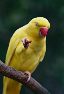 黄鹦鹉栖于枝头展姿态