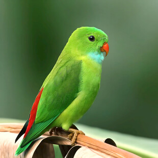 翠绿鹦鹉栖息枝头
