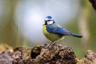 蓝羽小鸟立于岩石之上