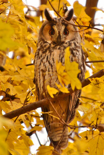 栖息于黄叶树枝的猫头鹰