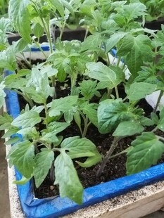 蓝色花盆中的嫩绿植物