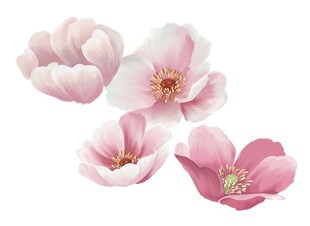 玉兰花