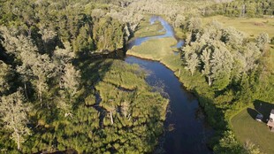 蜿蜒河流穿林而过