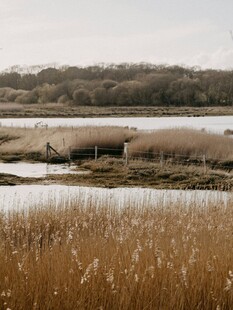湿地风光中的芦苇与水域