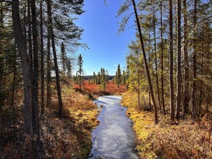秋日林间蜿蜒小溪美景