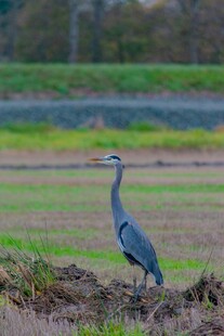 田野中站立的灰鹭