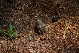 林间地面的蟾蜍