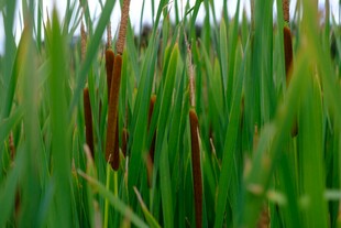 翠绿芦苇丛中的自然景致