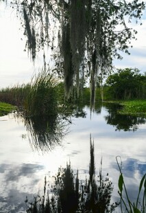 湖畔垂柳映水静谧美景
