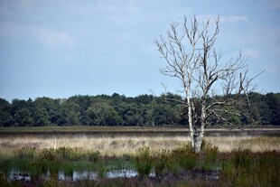 荒野孤树立于湿地之上