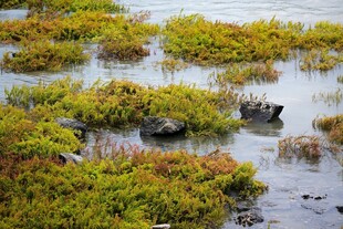 湿地中的繁茂水生植物