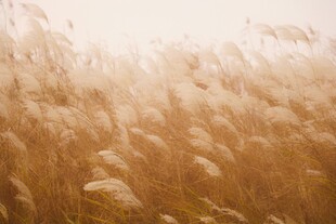 金色芦苇随风摇曳