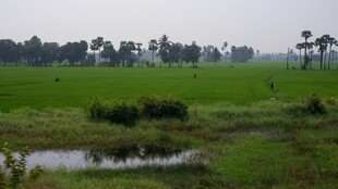 乡村绿野间的静谧小景