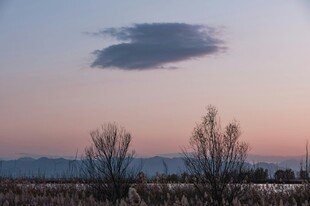 黄昏下的树木与天边云朵